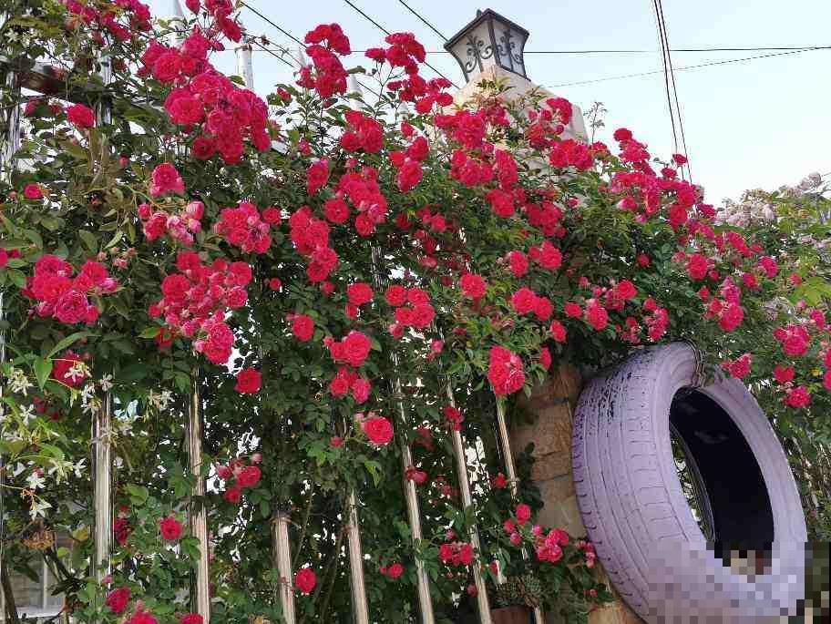 春天在院子里养花，种这6种，能开上千朵花