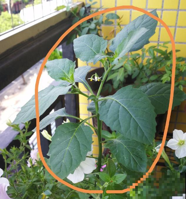 5种草别乱养，混进盆里太霸道，把其它花缠死了