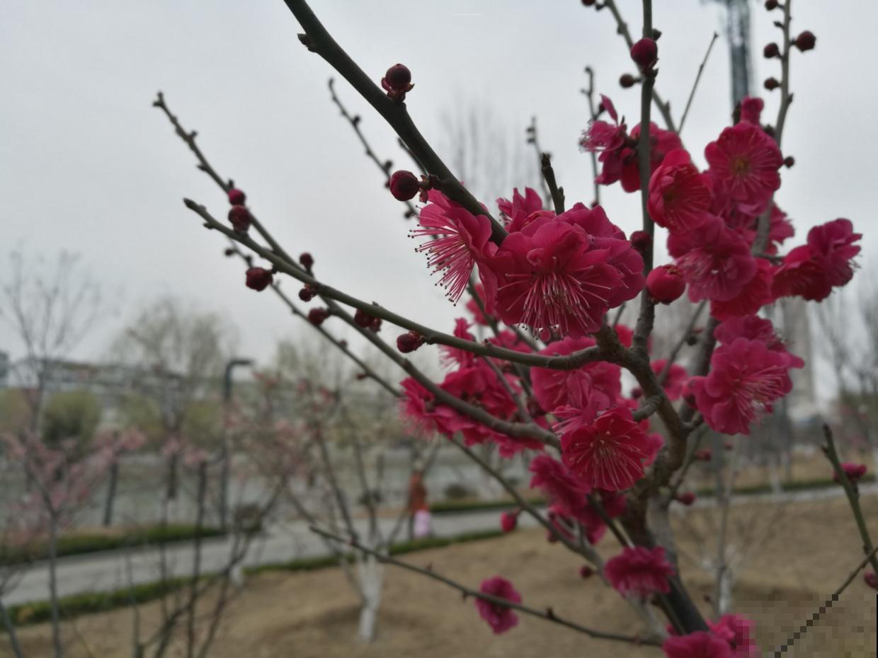 朱砂梅养护是难题？了解养护4要素，开花才能又多又鲜艳！