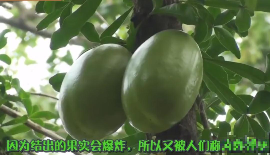 听说有的花能吃人,听着都害怕,是真的吗? 听说有的花能吃人,听着都害怕,是真的吗?