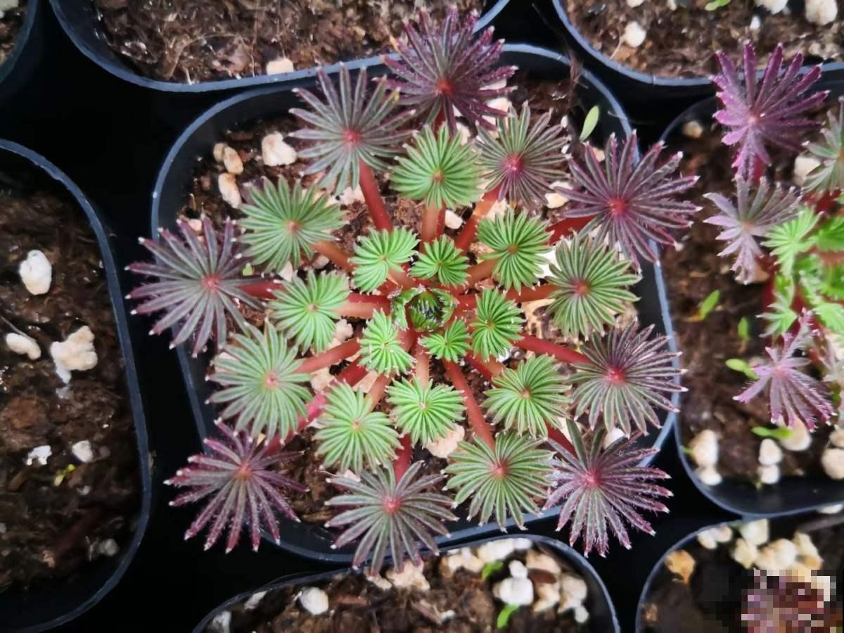 4种超有趣的植物，随便养一种，都成了“玩具”