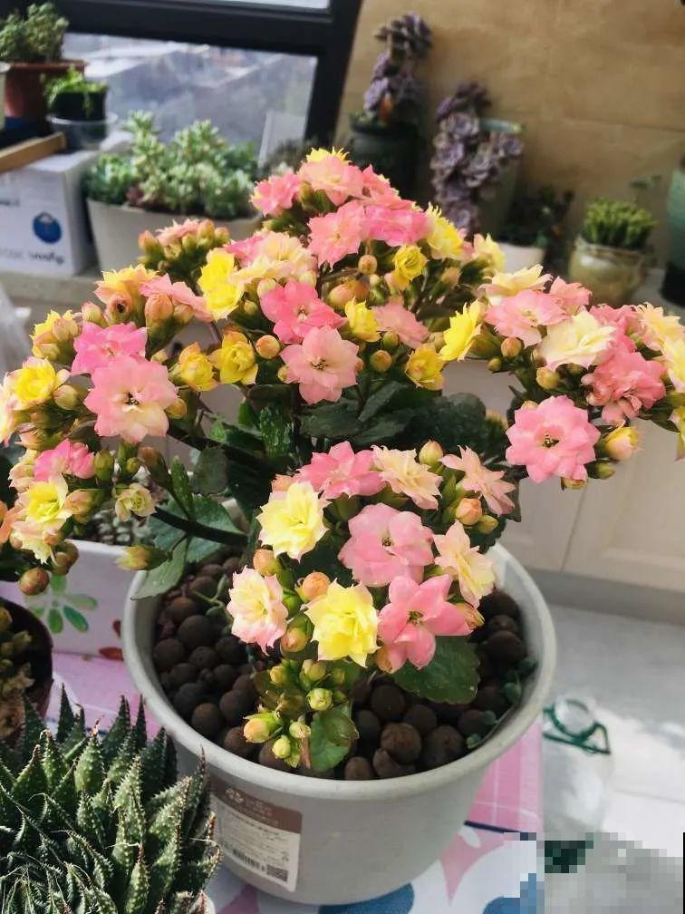 上万块的蟹爪兰，开花像烟花，养过的人不多