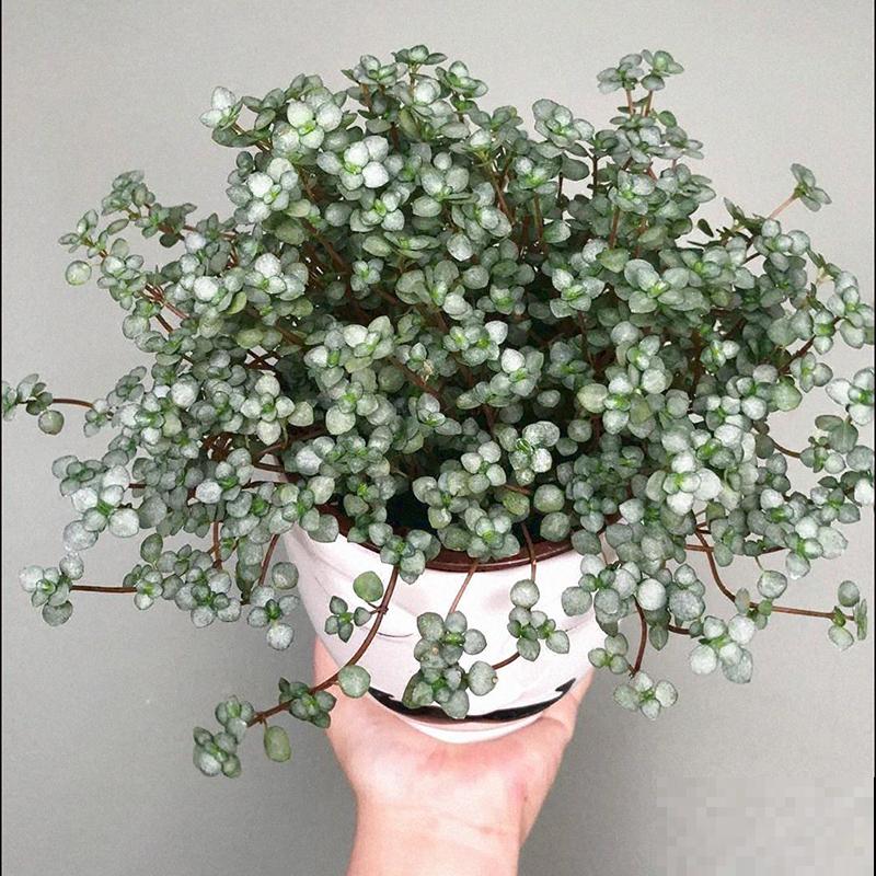 冷水花叶子像幅画,养在家里生机勃勃,四季常青 冷水花叶子像幅画,养在家里生机勃勃,四季常青