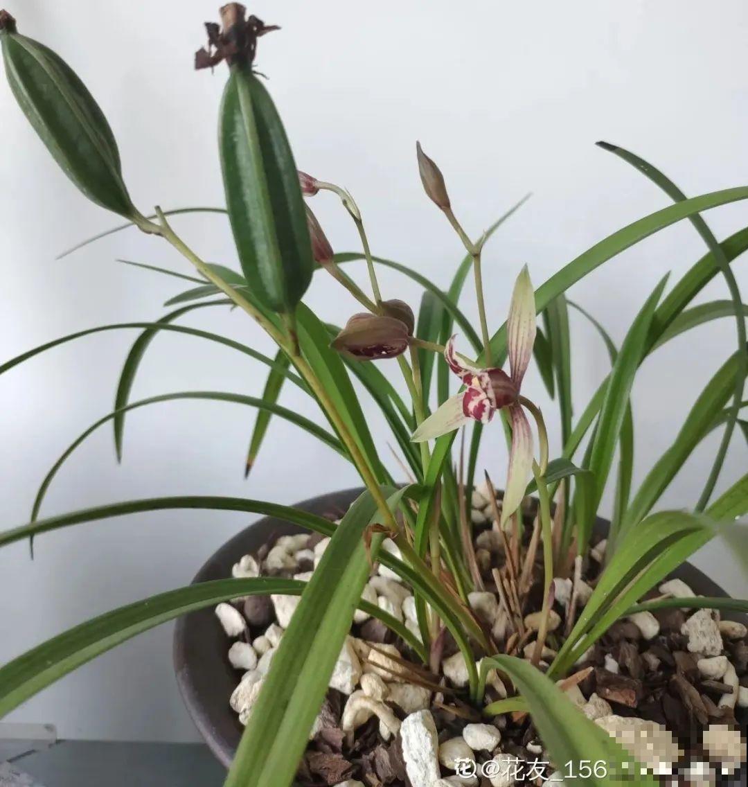 有些花名字太奇葩，叫出口太尴尬，开花却很美