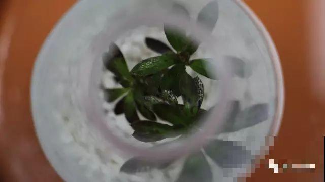 现在扦插超好活，剪根枝，捂3天，冒出狗牙根！