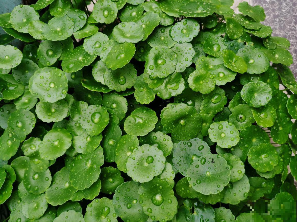 室内养花有门道,不能的随便养,不然对身体不好 室内养花有门道,不能的随便养,不然对身体不好