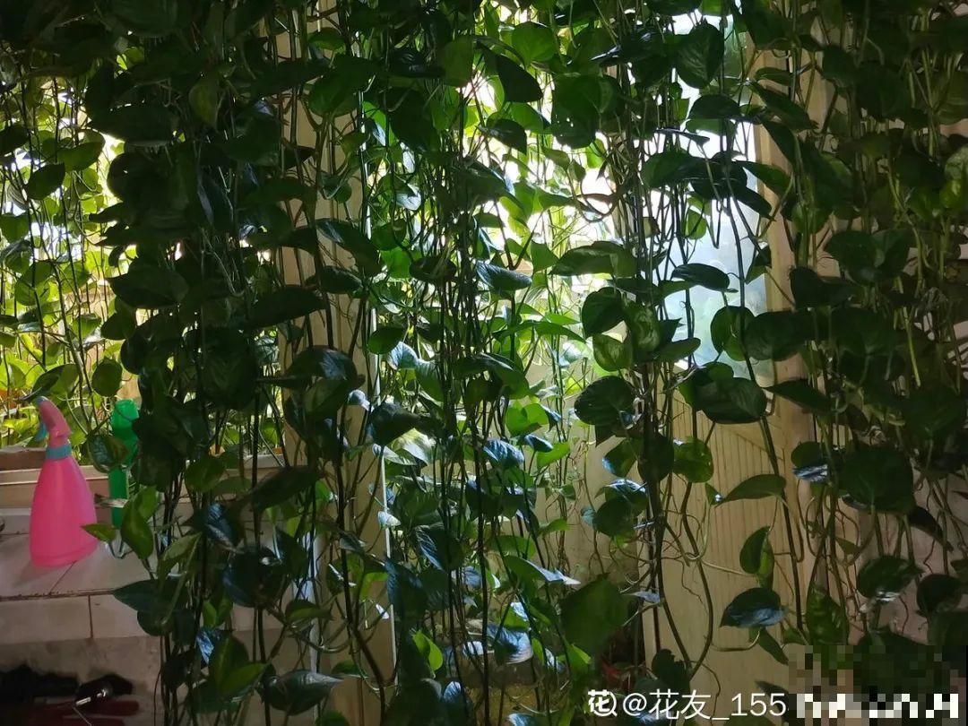 民间十大不吉利花，到底是哪流传来的