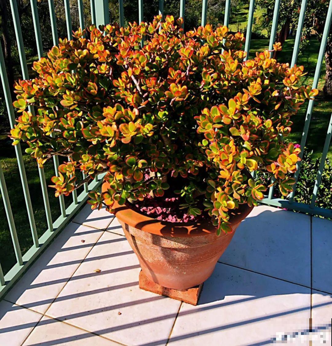 超级耐旱花，整个冬天不浇水，还能胖一圈！