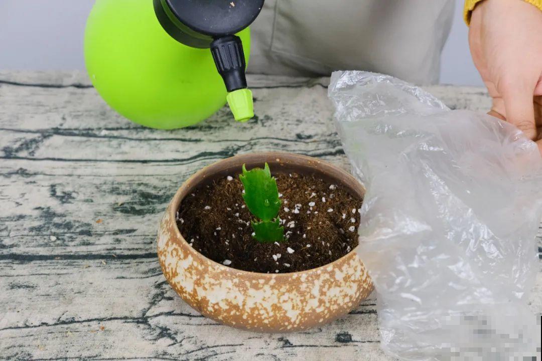 现在扦插超好活，剪根枝，捂3天，冒出狗牙根！