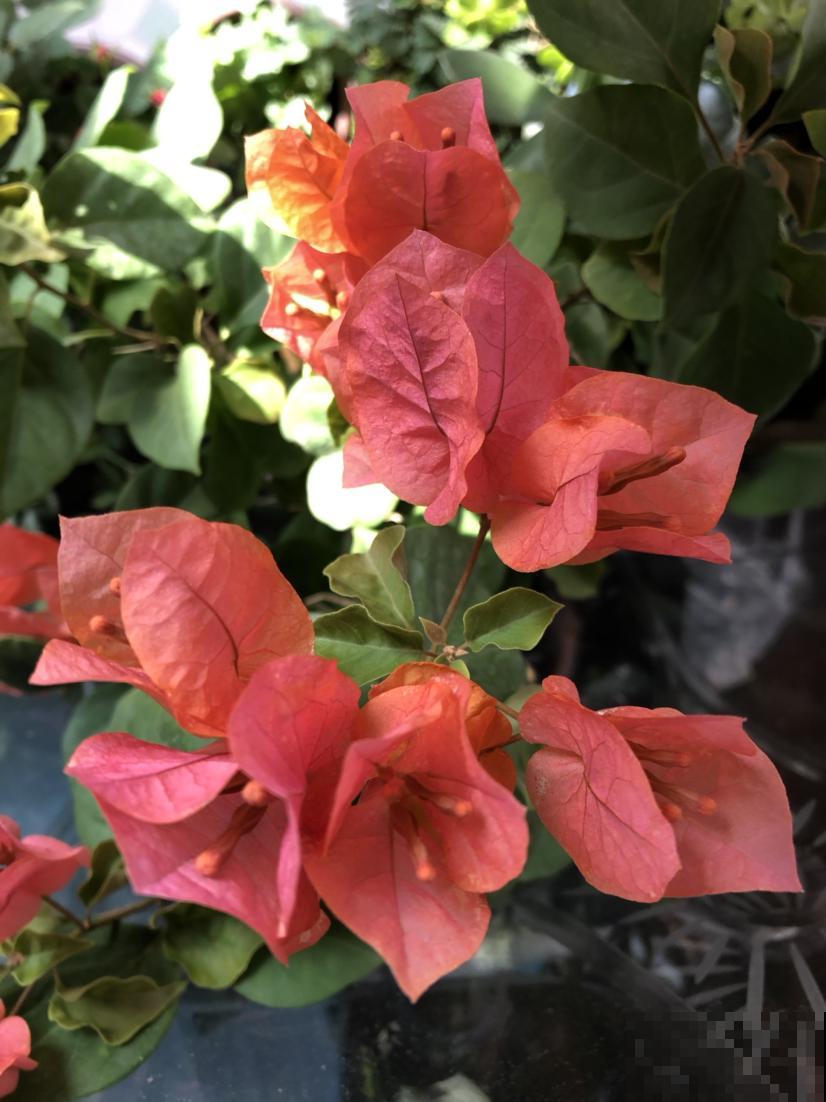 初春三角梅养护,要格外注意4要点,才能开花爆盆 初春三角梅养护,要格外注意4要点,才能开花爆盆