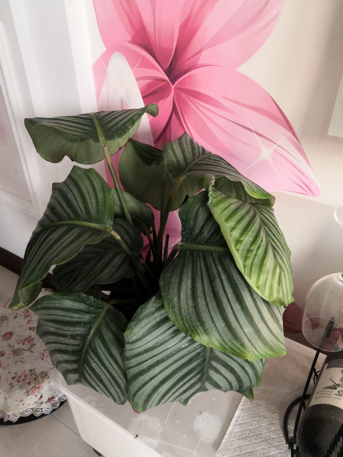 超耐阴的花,北阳台也能养,叶子美得像油画 超耐阴的花,北阳台也能养,叶子美得像油画