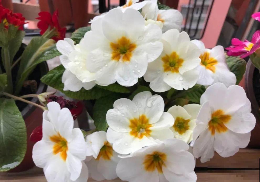 报春花是春天的信使,清新又可爱,掌握养护技巧才能养得好! 报春花是春天的信使,清新又可爱,掌握养护技巧才能养得好!