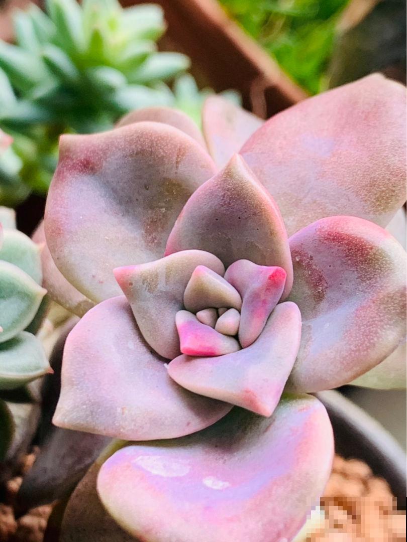 多肉中的爆盆“战斗机”，新手也能养出状态，简直没缺点！