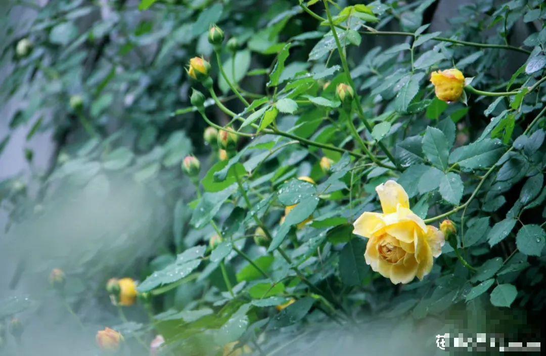 月季12个月计划表，按照这个养，大花墙不是梦！