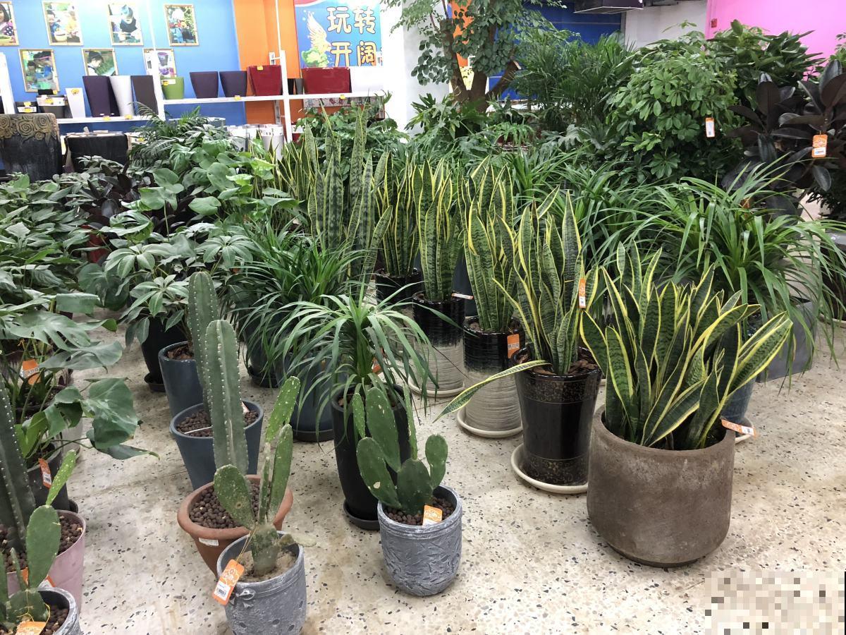 不会养虎皮兰？看看这4点，越长越茂密！