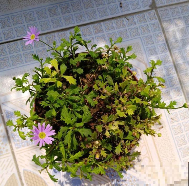 姬小菊的养护技巧,学会这几点,一年四季花开不断! 姬小菊的养护技巧,学会这几点,一年四季花开不断!