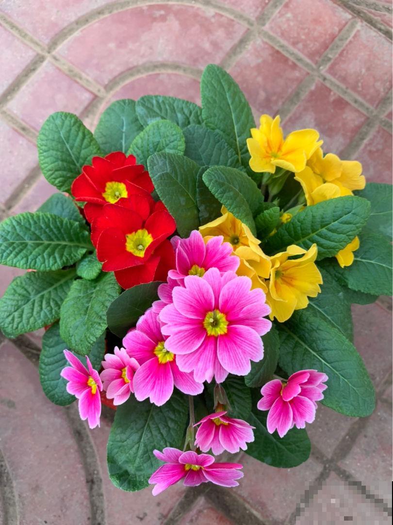 12月逛花市，买3种便宜花，10块钱能买3盆！