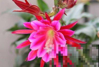 不会养令箭荷花?掌握3个小技巧,花朵又大又鲜艳! 不会养令箭荷花?掌握3个小技巧,花朵又大又鲜艳!