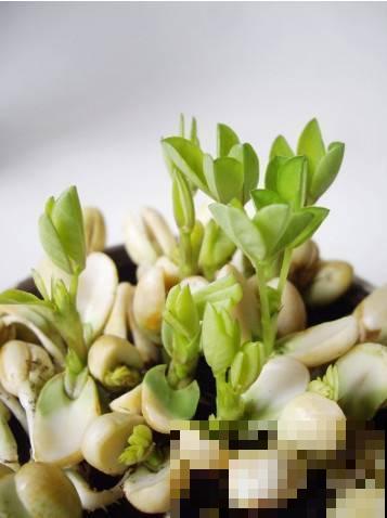 手把手教你在家种花生,学会再也不用买了,好吃又好看! 手把手教你在家种花生,学会再也不用买了,好吃又好看!