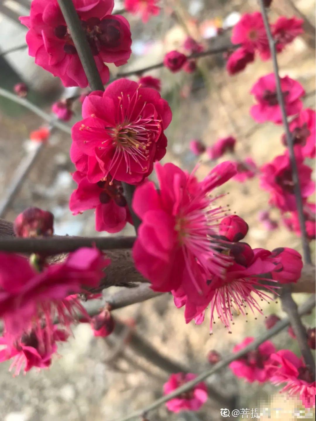 家里养盆镇宅花,一年红红火火,好运满满 家里养盆镇宅花,一年红红火火,好运满满