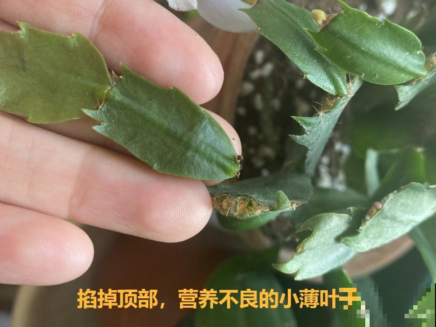 养护蟹爪兰,要注意8个要点,才能开出仙气飘飘花 养护蟹爪兰,要注意8个要点,才能开出仙气飘飘花