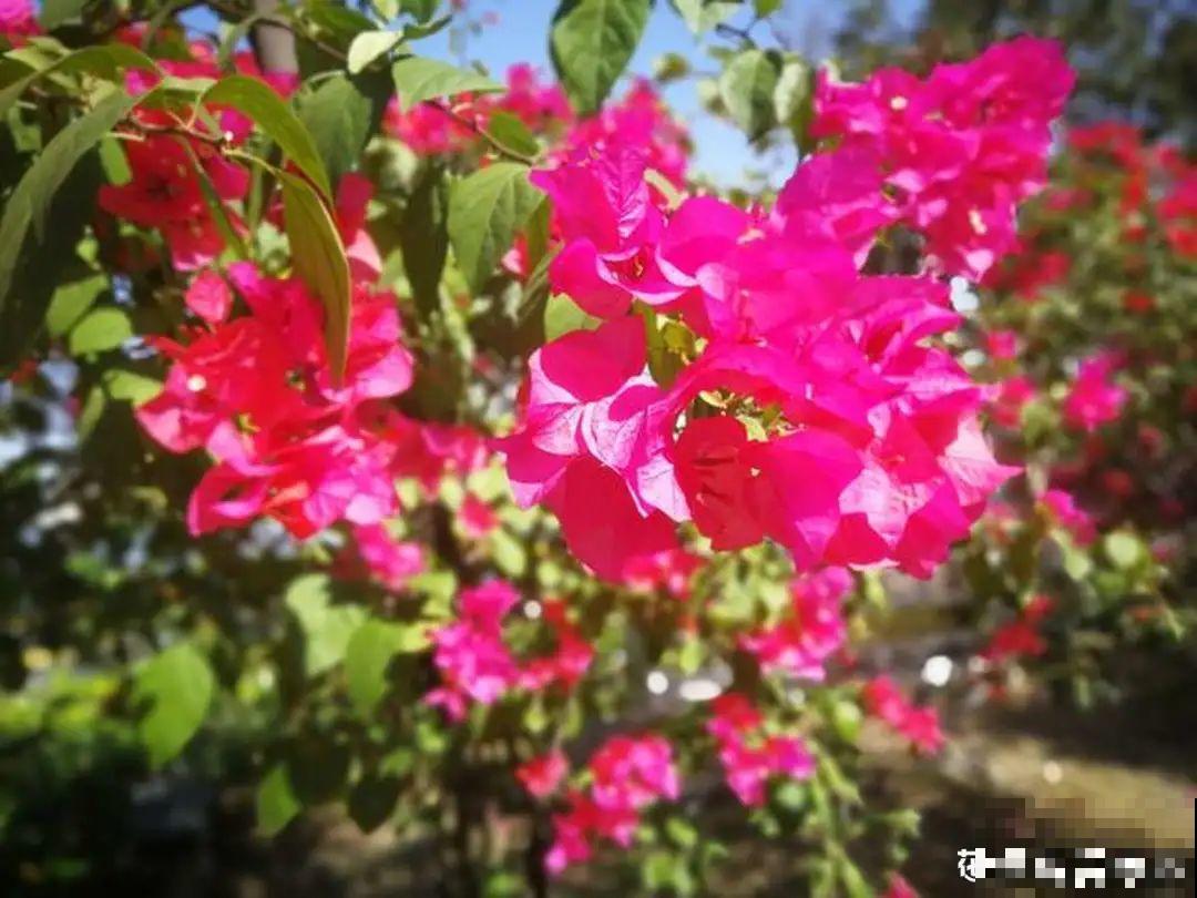 水仙要想开花,坚决不能长成高个子,不然今年没花看! 水仙要想开花,坚决不能长成高个子,不然今年没花看!