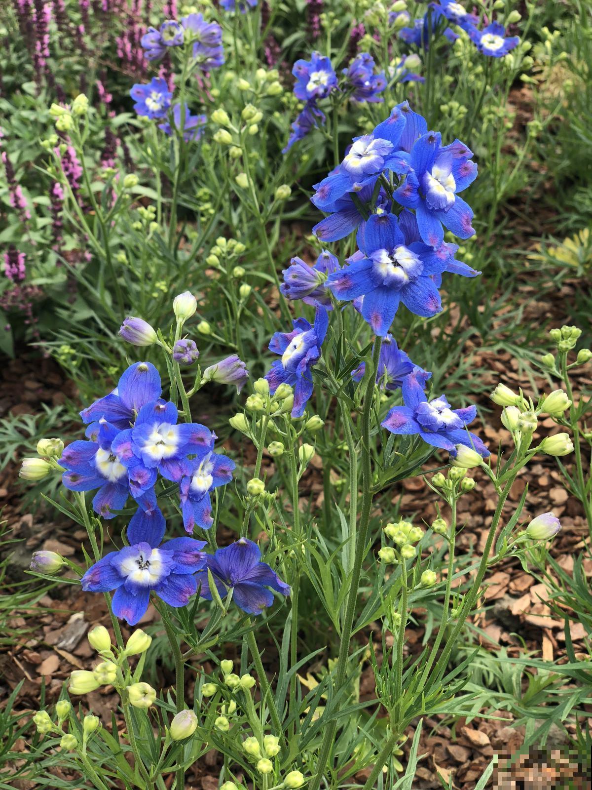 飞燕草适应能力超强，耐寒又耐旱，4个要点教你开花更美！