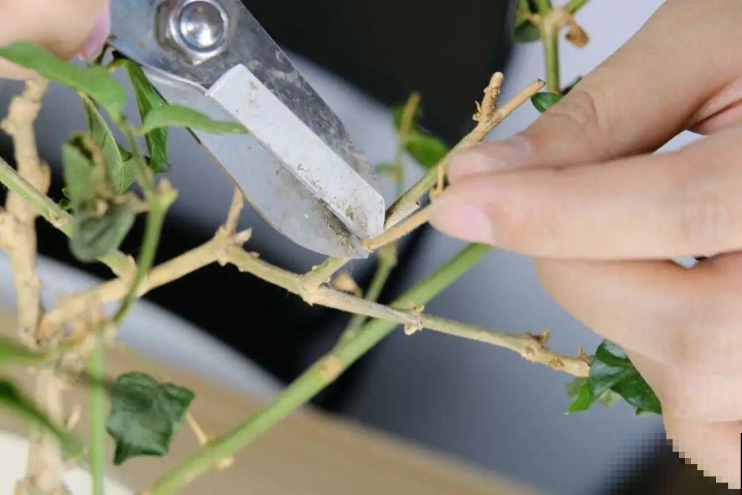 2月养花下狠手，剃光头、撸光叶，越狠越开花！