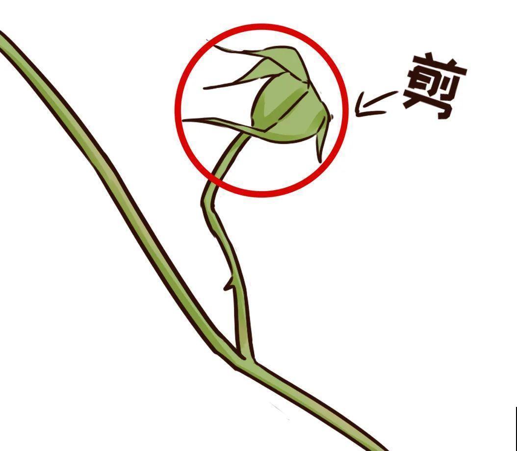 7种花，现在绝对不能剪，剪了一年不开花！