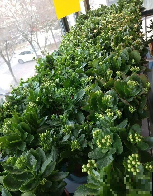 长寿花超全大养护，养爆盆的秘密，全在这里！