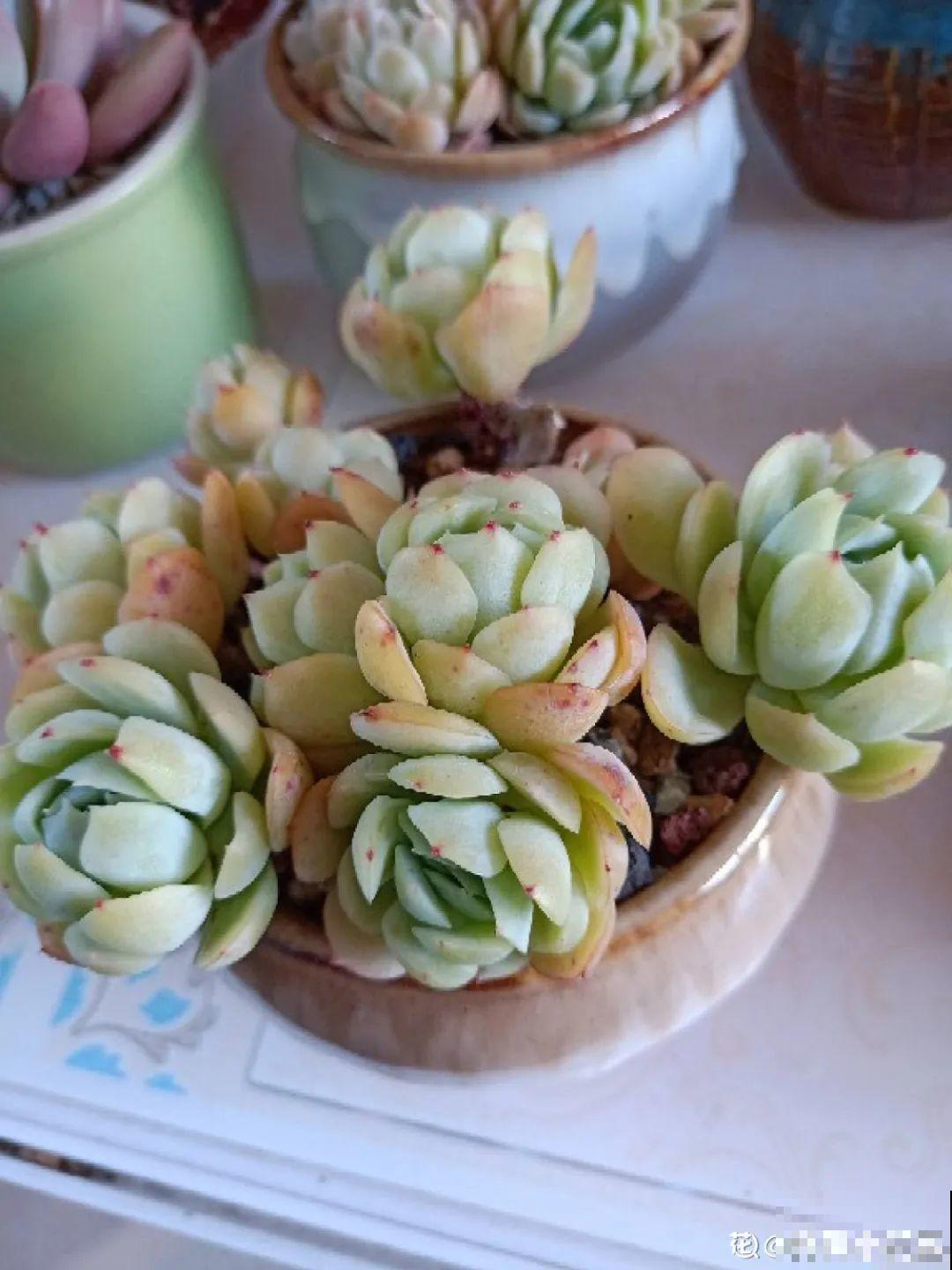 3款果冻多肉，透明软萌人人爱，好想轻轻咬一口！