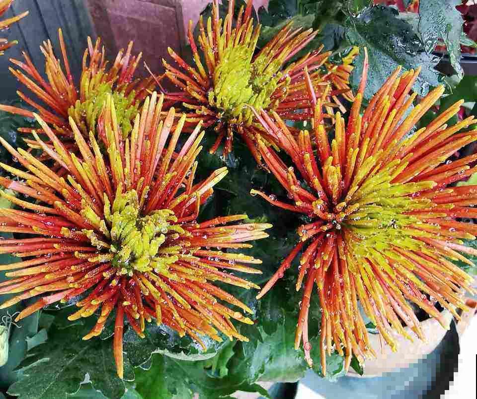 通过养花交到的朋友，是我一生的荣幸……