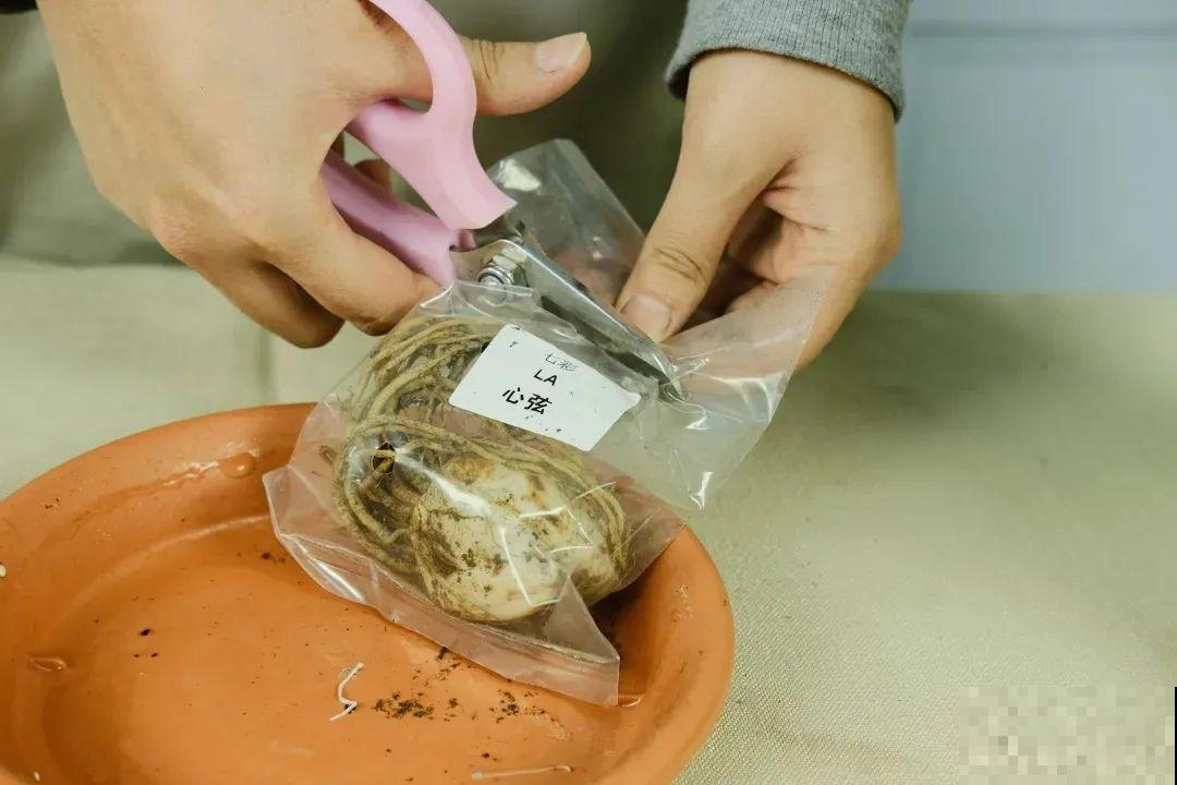 开花比脸大的百合，种下一个球，能爆一大窝球崽！