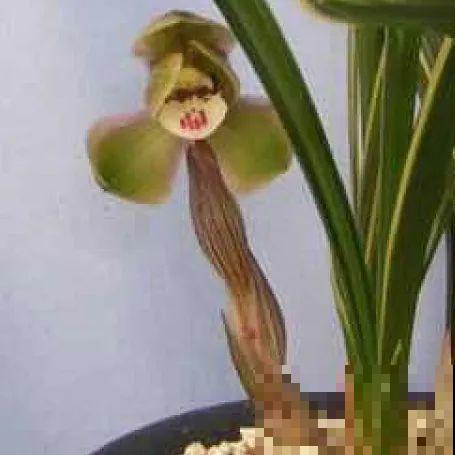 最逗的兰花,开花像人脸,越看越想笑 最逗的兰花,开花像人脸,越看越想笑