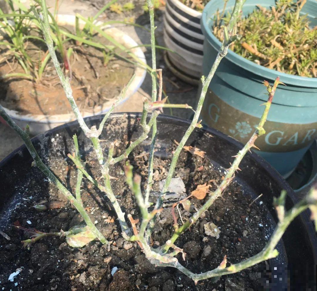 冬剪开始了，月季看见这种枝，就要赶紧剪！