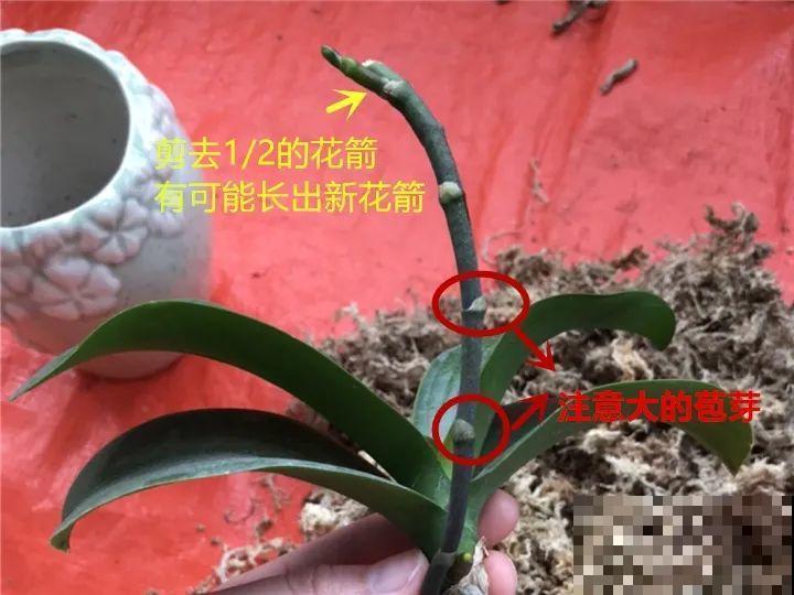 “过年花”开完，还能分10盆，每年都开花