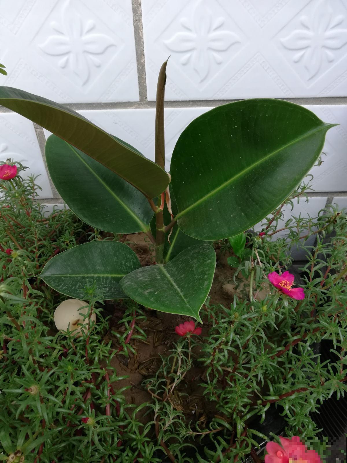 橡皮树突然开花，一定是有好兆头！