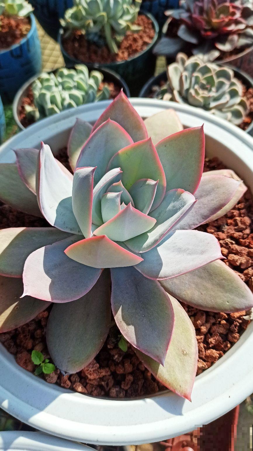 春天特受欢迎的多肉，超全的养护要点，看一遍就能学会