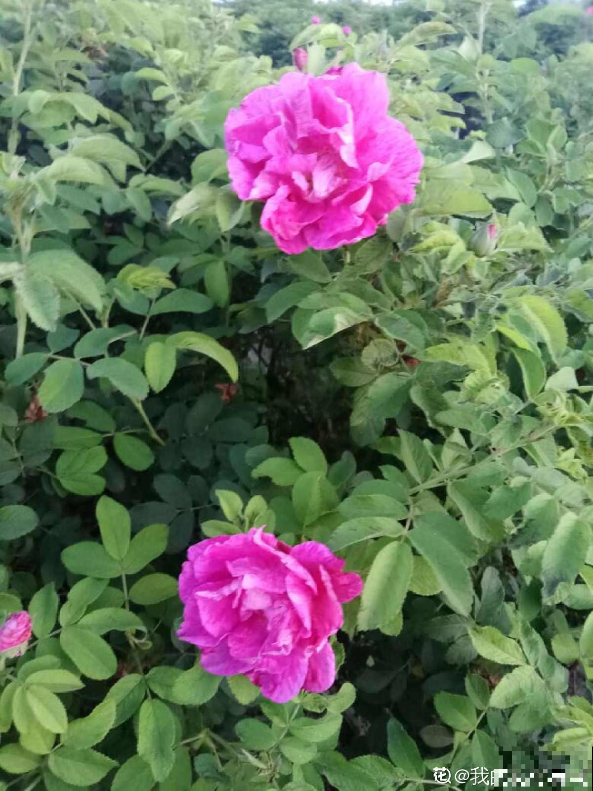 4种花可以吃,做成美食特简单,口味很独特 4种花可以吃,做成美食特简单,口味很独特