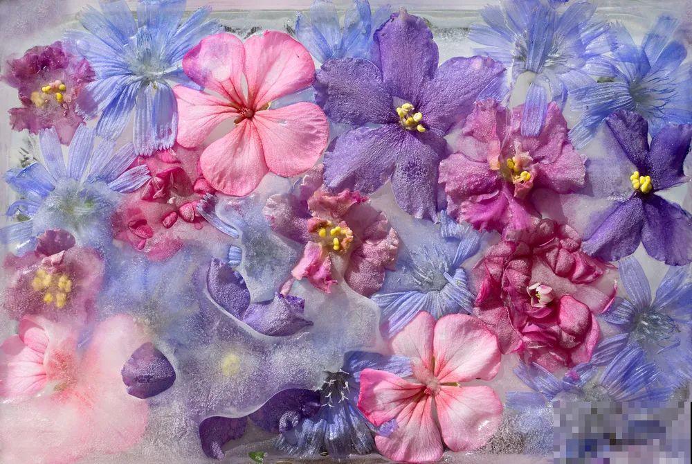 水里摆上花朵，室外冻一冻，简直美翻了！