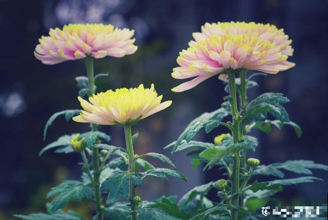 梦想有个院子，养花弄草，过舒心日子！