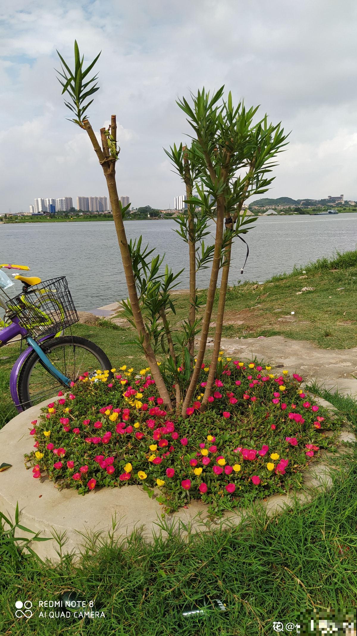 七旬老人在江边荒地养花，6年间种出花园，实在令人钦佩！