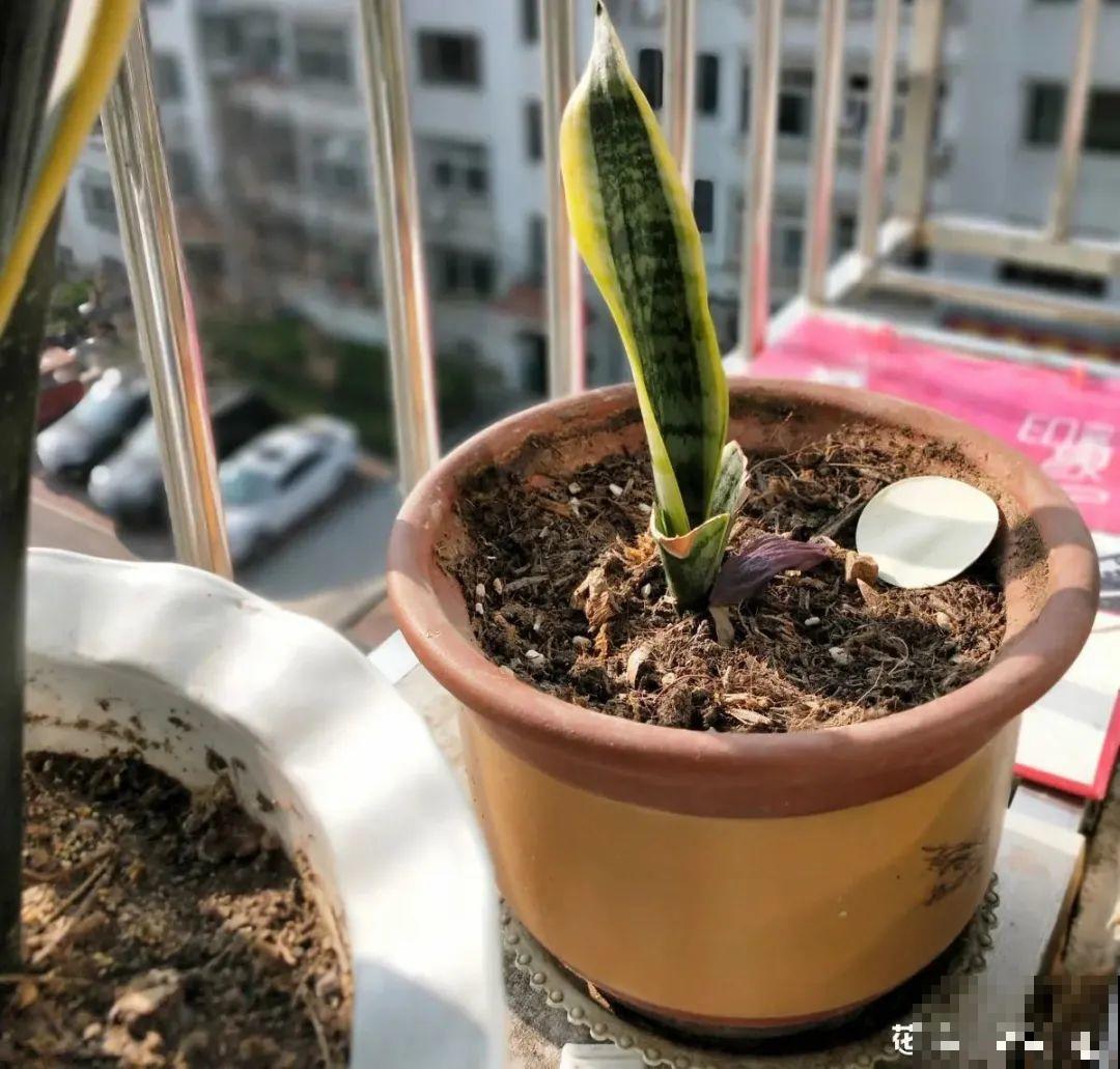 虎皮兰扒层土，嗖嗖冒芽，长得特旺