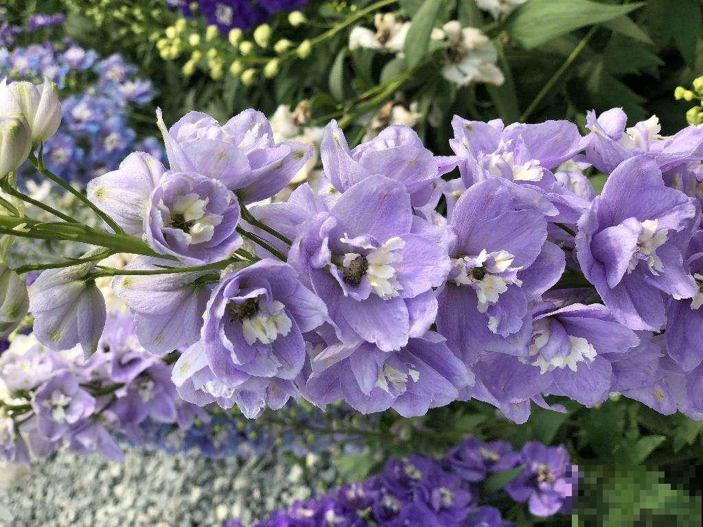 小木槿也是“开花机器”,4个细节把握好,平安过冬没压力! 小木槿也是“开花机器”,4个细节把握好,平安过冬没压力!