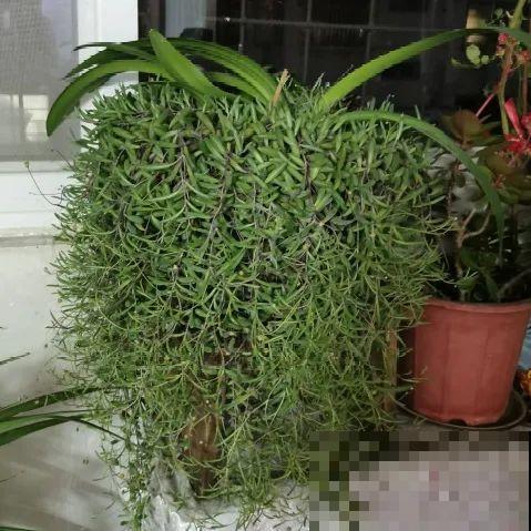 5种草别乱养，混进盆里太霸道，把其它花缠死了