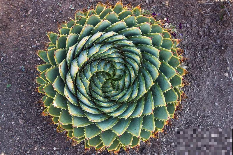 花市10块钱买的花，开花之后身价倍增，真赚了！