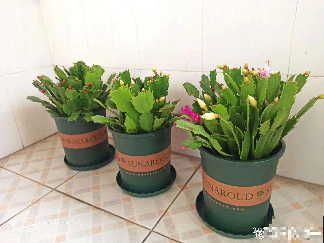 花开一半就掉了,再不管,花苞全掉光 花开一半就掉了,再不管,花苞全掉光