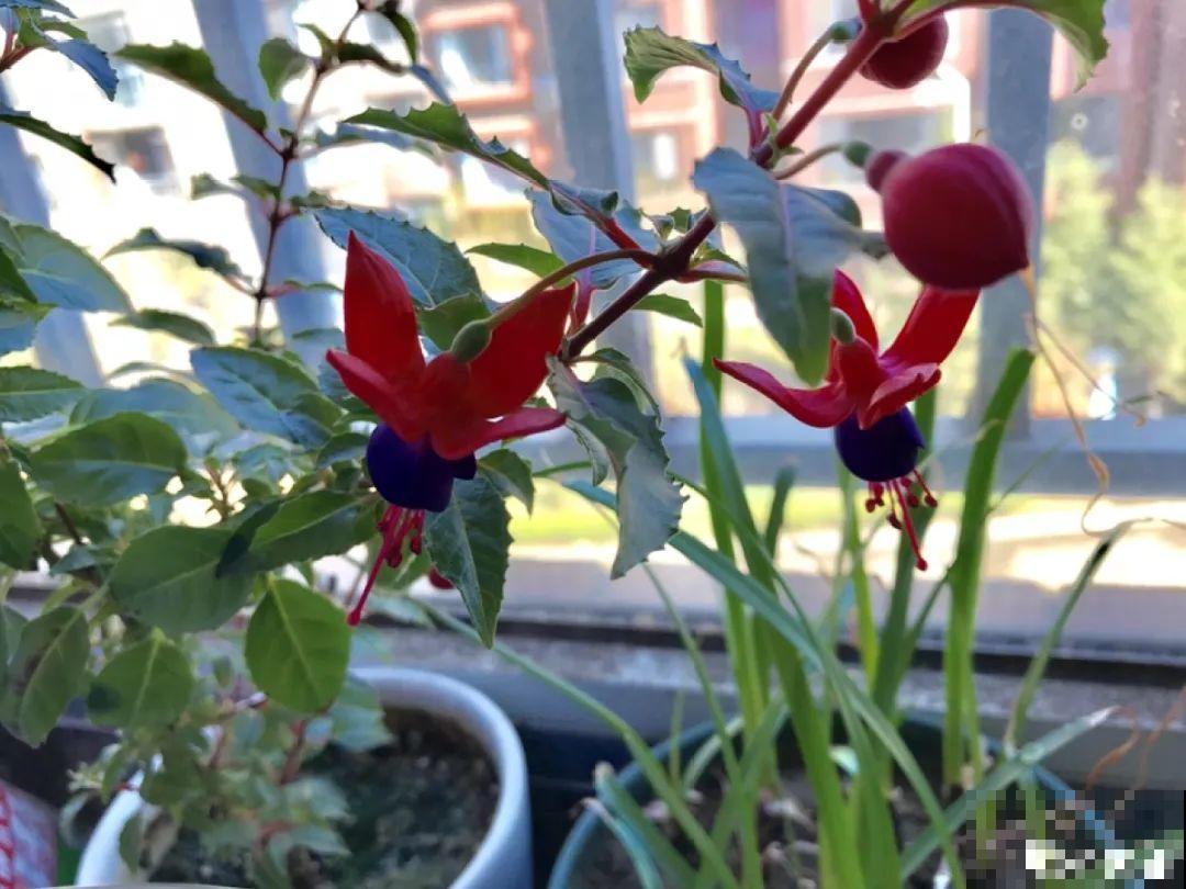 9种耐阴花，适合光照一般家庭，室内养也能开花！