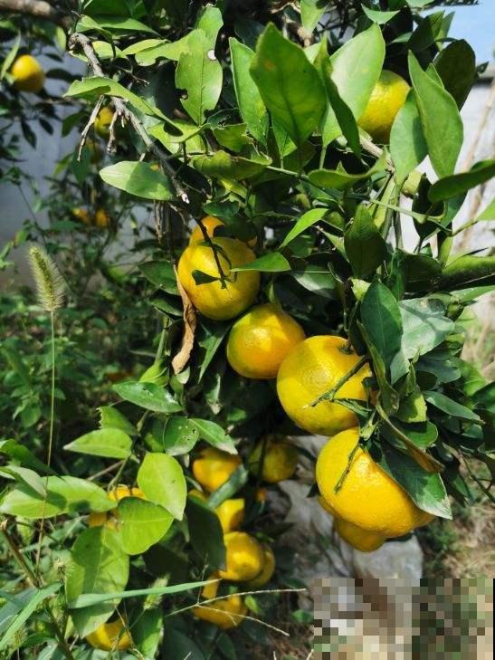 好桔子要学会挑，记住3个挑桔子要点，个个都好吃