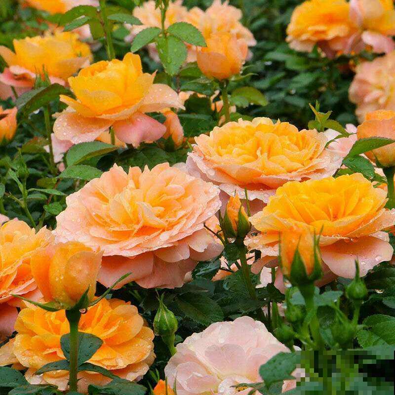 空地上撒把种子,明年春天就发芽,开出大片花海 空地上撒把种子,明年春天就发芽,开出大片花海